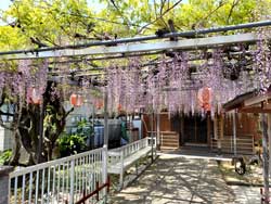 当店近くの弘法さんの藤の花が見頃です